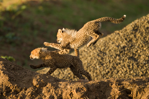 cheetah